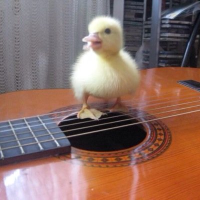 Ferranpato's profile picture. Cantant, guitarrista i compositor. Família, amics i The Beatles. Visca el Barça i visca Catalunya, lliure! Història i Magisteri.