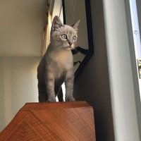 Andrés Cámara (@andrscmra) 's Twitter Profile