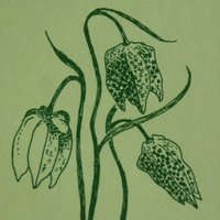 SVS Plant Geography (@svsplantgeogr) 's Twitter Profile Photo SVS Plant Geography (@svsplantgeogr) 's Twitter Profile Photo