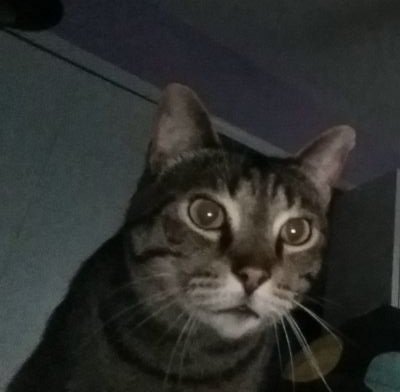 worshiptommy's profile picture. My name is Tommy and I am the most beautiful cat in the world