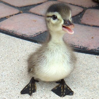 Quack quack quack quack, quack. Quack quack? *ruffles feathers* quack 🐥