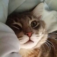 로열신우 (@royalshinu) 's Twitter Profile