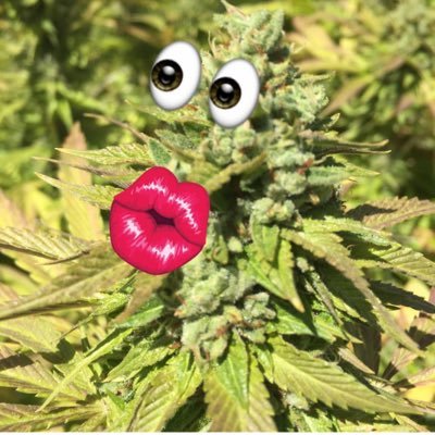DailyDose_THC's profile picture. 