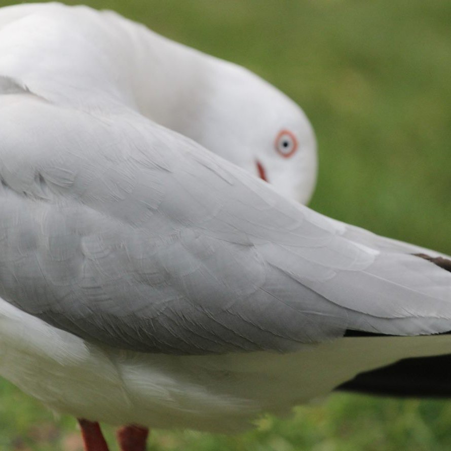 Möwe mit Schande.