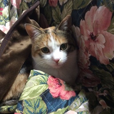 こころさんのプロフィール画像