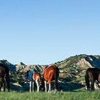 HorsesOfTheWest.com(@horsesofthewest) 's Twitter Profile Photo