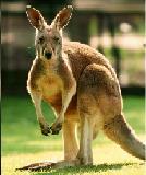tkangaroo