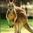 tkangaroo