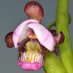 Sem Orchids (@semorchids) Twitter profile photo Sem Orchids (@semorchids) Twitter profile photo