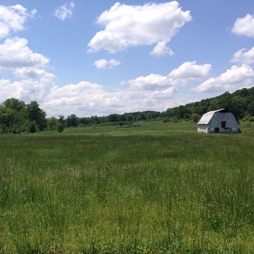 lstaffordajc's profile picture. 