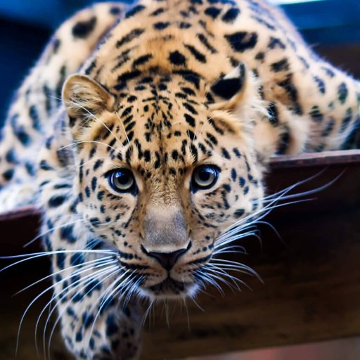 spshreyansh7535's profile picture. 