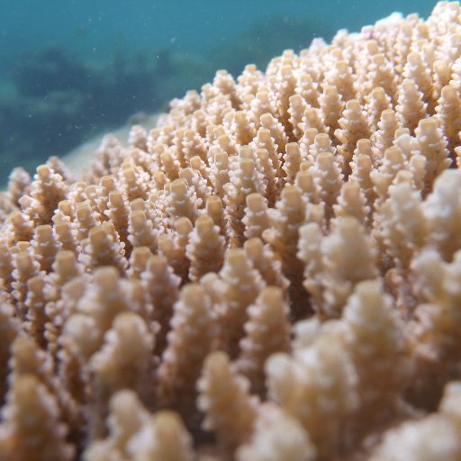 Symbiosis Genomics Lab at the University of Newcastle led by A/Prof Bill Leggat (@BillLeggat1) @UoN #coral #bleaching