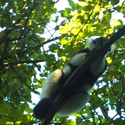 LAHNature's profile picture. MSc Conservation Biology student at @DICE_Kent.  Occasional photographer. I think lemurs are really cool and honestly like pretty much all creatures