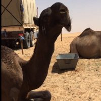 عبدالله بن فالح بن منديل (@abd_ullh_33) Twitter profile photo