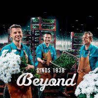 BeyondChrysant (@beyondchrysant) 's Twitter Profile