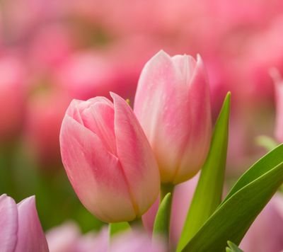 MAdnan10894551's profile picture. God is love.