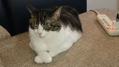 tks_sn's profile picture. なんとなく人生の流れがわかってきた気がする(白目)。