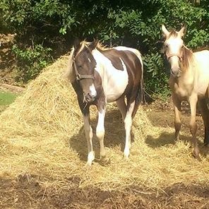 WE are a non profit animal rescue. from domestic, live stock, wildlife no animal gets left behind