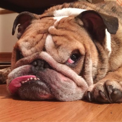 Hello, my name is Belvis and I am a 9 year old TALKING English Bulldog who loves short walks, long naps and any kind of 🧀. Also, I snore and fart A LOT.