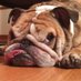 Belvis the Bulldog (@king_belvis) Twitter profile photo Belvis the Bulldog (@king_belvis) Twitter profile photo
