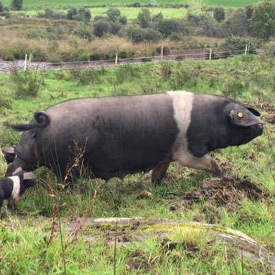 Breeding Rare Breed Saddleback pigs outdoors,all our pork exclusively on menus @ No 35 & Casey's bar,restaurant  kenmare. #wildatlanticway #kenmare #freerange