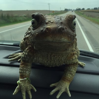 Trevor_4evor's profile picture. ICW XC Frog #gb4l