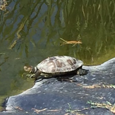 pcbs1993's profile picture. English Premier League Football