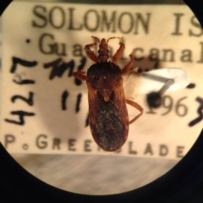 Curator of #Entomology #Hemiptera @lkcnhm | #taxonomy, #phylogenetics and #naturalhistory of #assassinbugs | SoutheastAsia #biodiversity | Educator @NUSingapore