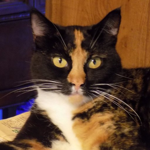 I am a cat, But not just any cat I am the legendairy Gigi Elizabeth. I am sassy and am such a Dwama queen! I am wise! So thus my soul was born in 1896...