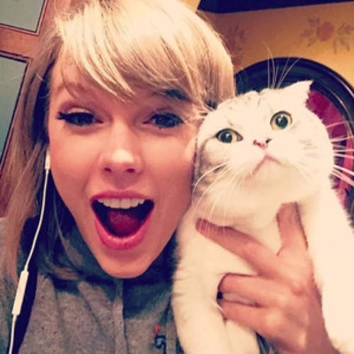 This Account Is About Taylor Swift's Cats Meredith, Olivia, and Benji ! :)