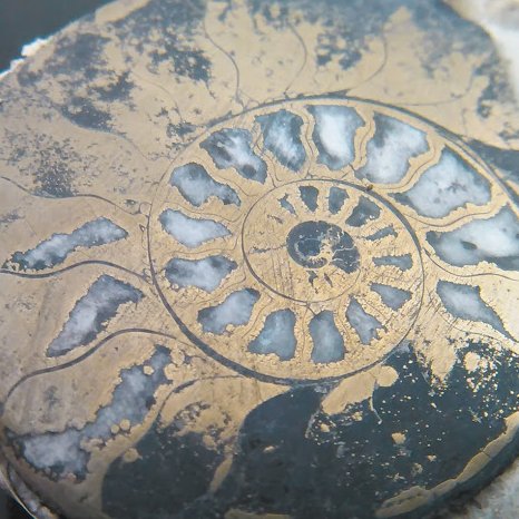 buy_fossils's profile picture. @buyfossils is an importer and supplier of Moroccan #fossils, and other #gems and #minerals from around the world. You can find us online: