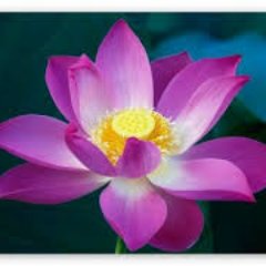 Office administrator EMS. Consulting Hypnotist(CH). Jackie Fokkens Hypnosis. Creve Coeur,MO