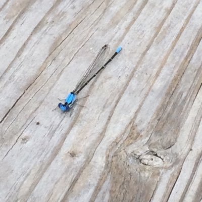 liveloveanddo's profile picture. 🇺🇸 @liveloveanddo on Truth Social