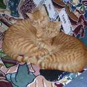 Connie Jaeger - @ccjaeger - Twitter