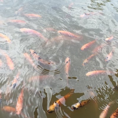 4SQkvSmVHpXiWxO's profile picture. 