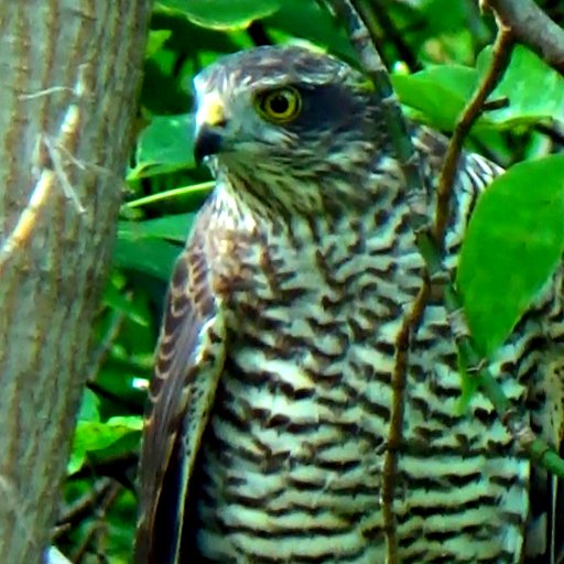 IOIbdQ88VqMJM81's profile picture. 