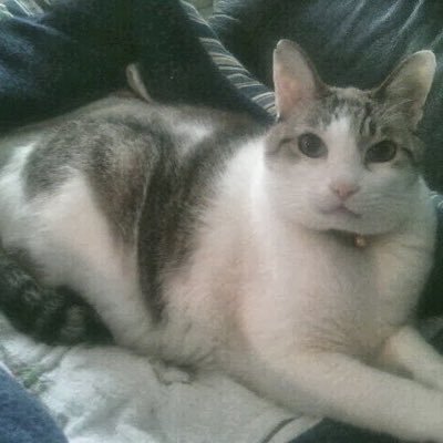 miumiu_cat4649's profile picture. 岩手生まれ岩手育ちのどっぷり岩手県人