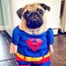 Wilma Jones (@wilma_the_pug) Twitter profile photo Wilma Jones (@wilma_the_pug) Twitter profile photo