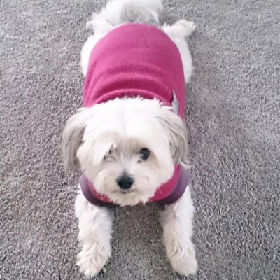 ObelixandGlutt's profile picture. plantophile 🌱 dog botherer 🐶❤️ writer 📝 fledgling veg 🥦