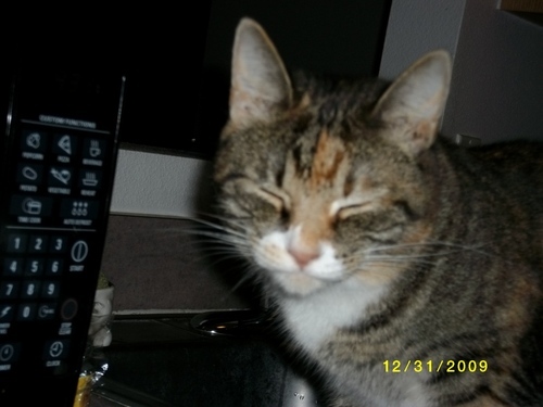 AllyKat0601's profile picture. One of my life's purpose is to help save the lives of these loving creatures we call CATS.