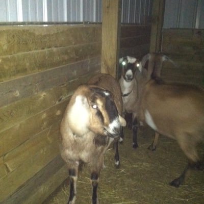 sprinkjane's profile picture. Just your average pure breed, 110 pound, newbian prize winning goat