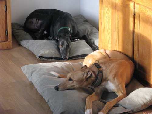 Two retired greyhounds whose primary objectives are to sleep and get into whatever trouble they can