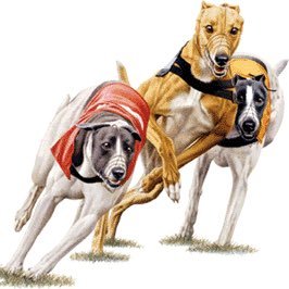 I'm a well connected individual who specialises in greyhound and horse racing. I read form like it's a kid's book. Make a fortune from gambling *SINGLES* 💷