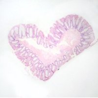 Histology Student (@studyhistology) 's Twitter Profile
