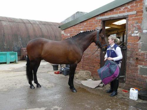 Carolynne479's profile picture. happy with my house full of animals, 37 cats 2 dogs  plus a horse. (Horse not in the house)  Trying to  help as many animals as I can