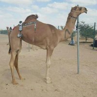 Ahmed Salim (@ahmedsa55681948) Twitter profile photo