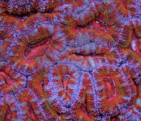 Coral Wholesaler