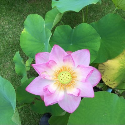 tecci10842's profile picture. 厳選@最新情報