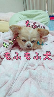 愛犬の画像をツイートします！                        
アリスっていう名前です!😋ロングコートチワワの2歳の女の子です💓
加工入りのもよくツイートしてます