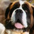 BigZackDOGGGGGG's profile image
